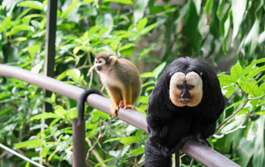 Fototapeta premium White-faced/Guianan saki monkey (Pithecia pithecia)