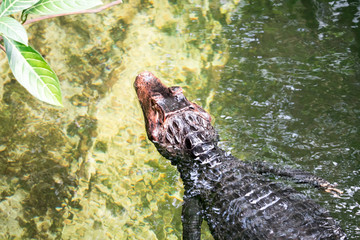 African dwarf crocodile, broad-snouted bony crocodile, Osteolaemus tetraspis, detail portrait in nature habitat. Lizard with big eyes. Wildlife scene from tropical forest in Africa, in the river.
