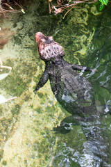 African dwarf crocodile, broad-snouted bony crocodile, Osteolaemus tetraspis, detail portrait in nature habitat. Lizard with big eyes. Wildlife scene from tropical forest in Africa, in the river.