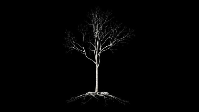 Leafless Tree with roots, timelapse growing, Alpha Channel