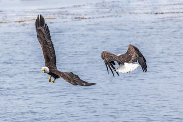 Bald Eagles (haliaeetus leucocephalus) fighting for fish