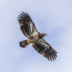 Young Bald Eagle (haliaeetus leucocephalus) showing the downside of the plumage