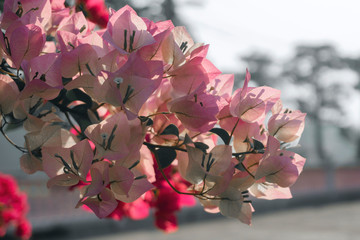 Bougainvillea pinkish white flowers blooming in garden soft pink vintage style