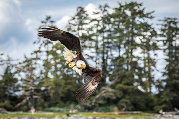 Canadian Bald Eagle (haliaeetus leucocephalus) flying in its habitat with open wings