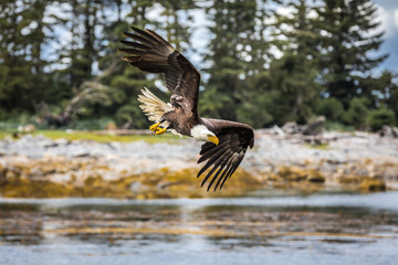 North American Bald Eagle (haliaeetus leucocephalus) in its habitat - 310870481