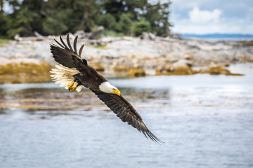 Canadian Bald Eagle (haliaeetus leucocephalus) flying in its habitat