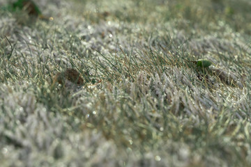 grass covered with snow. shallow depth of field. winter background