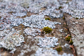 old wooden board with moss