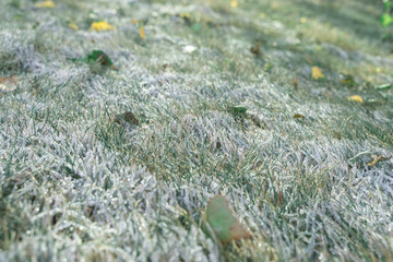 grass covered with snow. shallow depth of field. winter background