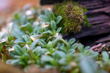 old wooden board with green moss, macro