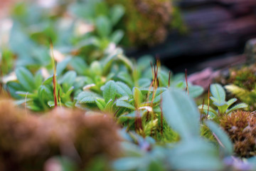 old wooden board with green moss, macro
