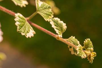 Weihrauchzweig mit grünen Hintergrund Outdoor