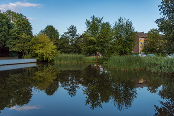 Spiegelung von Bäumen und Wasserpflanzen im einem Weiher