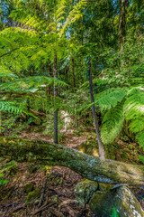 Obraz premium Rainforest