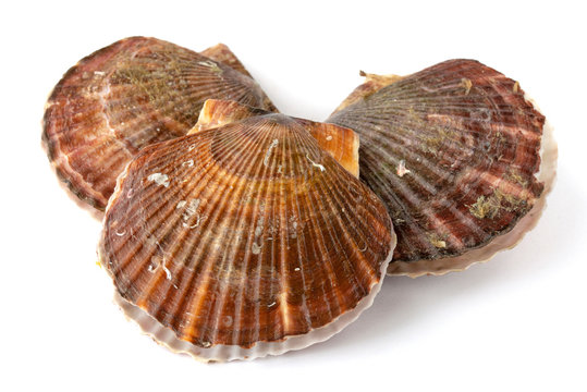 ホタテ の画像 8 953 件の Stock 写真 ベクターおよびビデオ Adobe Stock