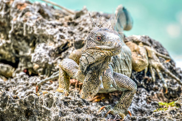 Bonaire, Dutch Antilles