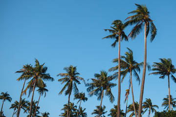 Palm grove in Thailand in Phuket, tree crowns on a background of blue sky