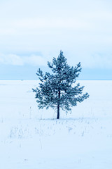 Fototapeta na wymiar lonely pine tree stands on the seashore in winter under the snow; vertical orientation