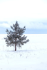 lonely pine tree stands on the seashore in winter under the snow; vertical orientation.