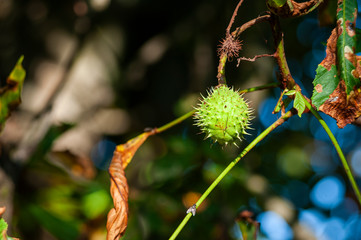 Chestnuts ripening on the tree
