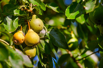 Tasty organic pears ripening on the tree