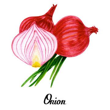 62,900+ Onion Stock Illustrations, Royalty-Free Vector Graphics & Clip Art  - iStock | Garlic, Onion slice, Onion isolated