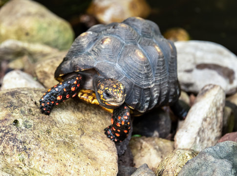 Closeup of a turtle sitting on rocks