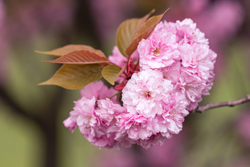 Pinke Kirschbl&uuml;ten