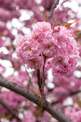 Pinke Kirschblüten