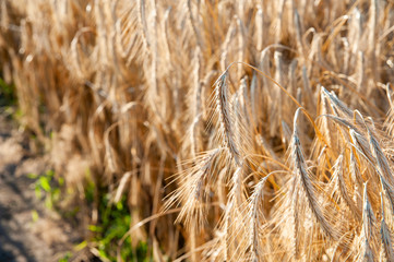 Natural organic wheat ripening on the field