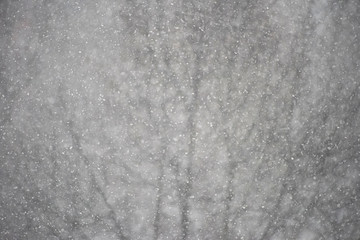 Real snow falling against grey background (shallow depth of field). Heavy snow fall on winter day.