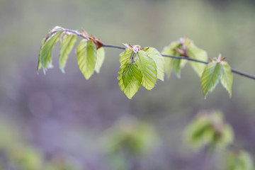 Junge, leuchtende Blätter