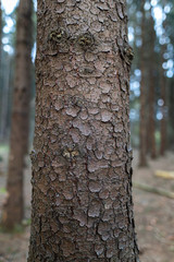 Baumstammtextur