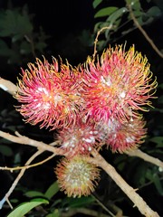buah rambutan yang berwarna merah terdapat bulu dan daging buah enak di makan