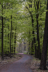 Obraz premium Wanderweg im Wald