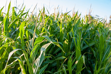Organic cornfield on a sunny summer evening