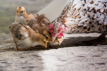 animaux poule poussins