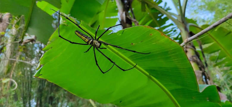 pemandangan laba laba yang berwarna hitam sedang menempel di daun pisang