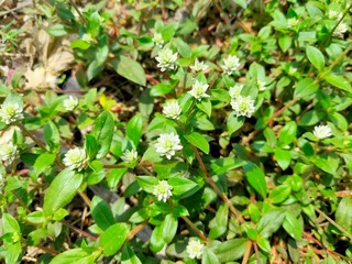 young plants in the garden