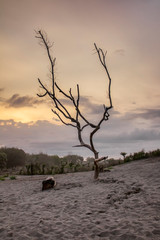 Landscape view, A tree without leaves at sunset