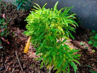 plants in garden