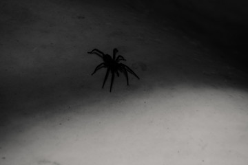 Black and white photo with spider silhouette