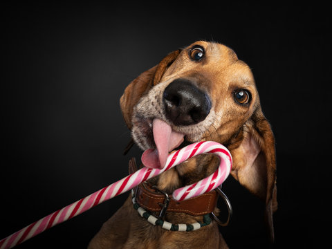Christmas studio shot of a brown Segugio dog licking a candy cane.