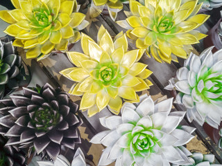Brightly colored echeveria agavoides succulent house plants. Abstract close up from Crassulaceae...