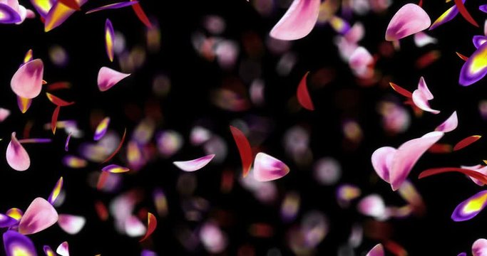 Romantic flying red pink purple yellow flower sakura petals flying whirl backdrop. St. Valentine's Day, веддінг anniversary greeting cards invitations birthday e-card special occasions alpha loop 4k