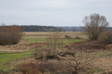 Auenlandschaft der Oder bei Slubice mit Autowrack