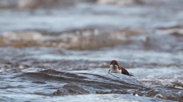 Dipper searching for food in river Usk