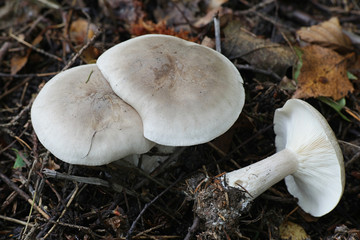 Clitocybe nebularis, known as the clouded agaric or cloud funnel, wild mushrooms from Finland
