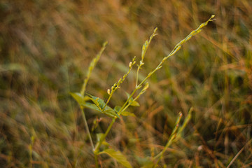 grass on a background
