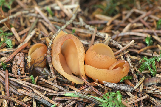 Otidea tuomikoskii, known as rabbit ear or split goblet, wild fungus from Finland